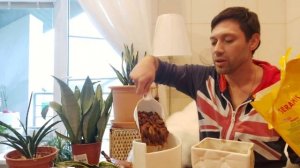 Сансевиерия композиция из трех сортов в одном кашпо