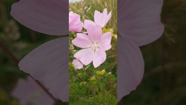 Malva Sylvestris ?(Cité Jardin)