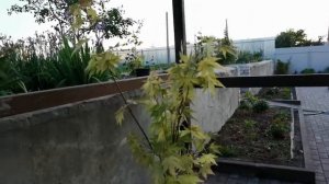 Клён Дланевидный, моя новая покупка!