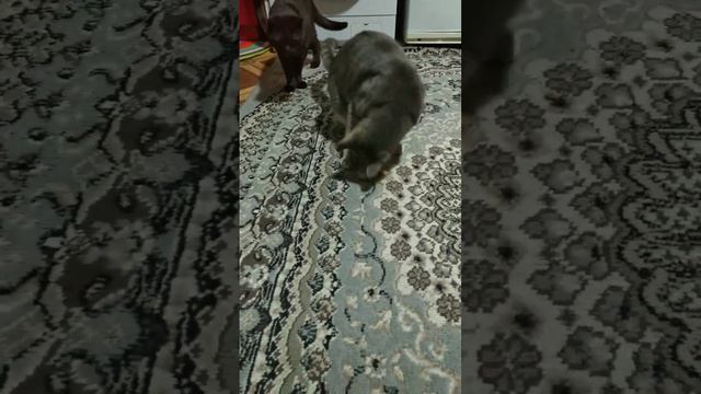 Что делает мой кот ночью 🐱