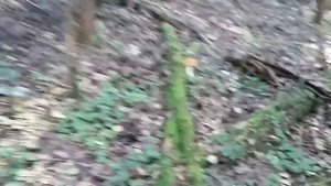 ПОИСК МОНЕТ НА СТАРЫХ ДОРОГАХ В ЛЕСУ И В ПОЛЕ.