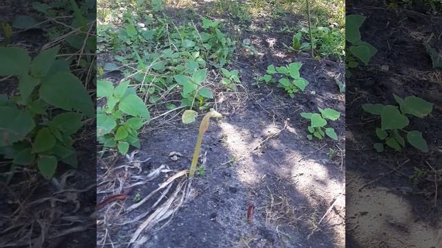 Lysoris squamigera or resurrection lily. Ликорис чешуйчатый или Воскресшая лилия.