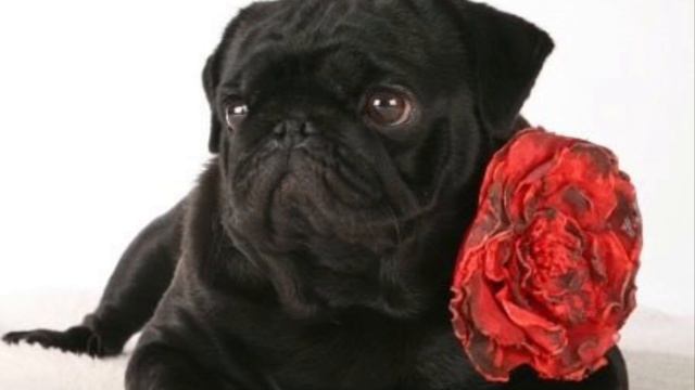 Все о породе мопс!??? смотреть онлайн