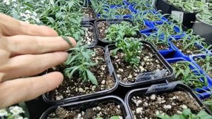 Не могу сохранить алиссум зимой. Почему сохнет и желтеет лист. Как сохранить и размножить алиссум .