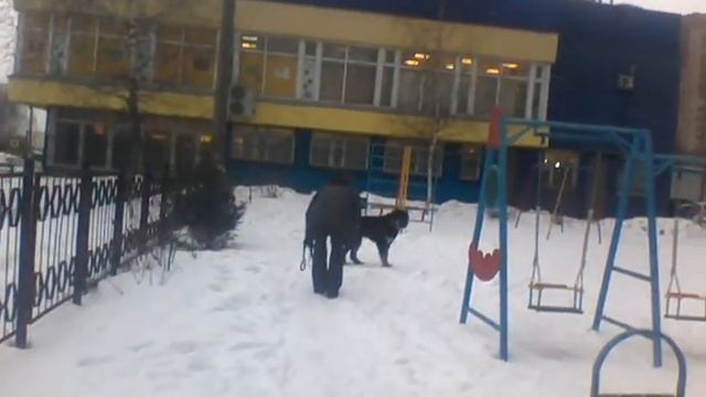 Дрессировка собак.Воспитание щенка.Мимо детской площадки "как большие".))) смотреть онлайн