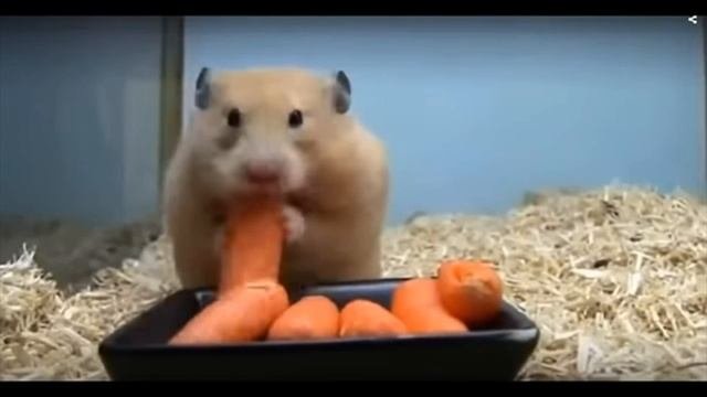 милашки❤️