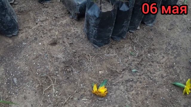 Бархатцы станут ШИКАРНЫМИ после этого?? Омолаживаем Бархатцы. Даём новую жизнь и красоту.