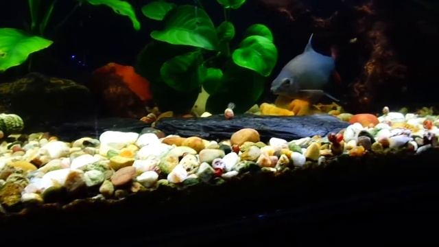 Labeo bicolor 20cm смотреть онлайн