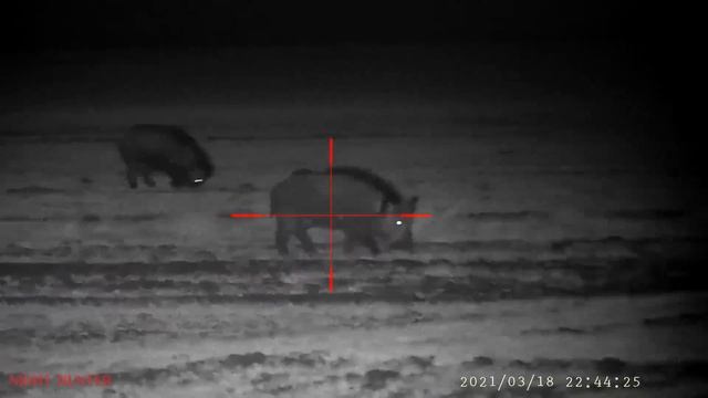 Hunting Boars and Rabbits With PARD NV008LRF смотреть онлайн