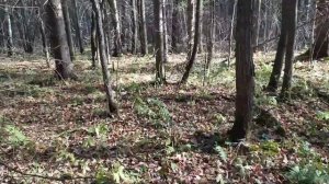 Охота на рябчика с МР-18 ЕМ-М, разделка рябчика!