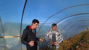 Клубника фриго. Как делается рассада? Сколько кг клубники с куста можно собрать?