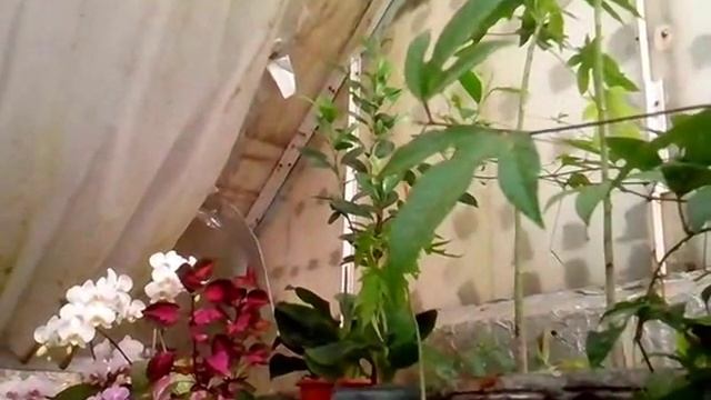 папайя смотреть онлайн