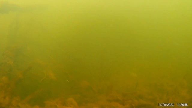 Подводный Сейм в конце ноября.Раскидал сухари и орехи.Рыбы нет.4К.20 ноября 2023