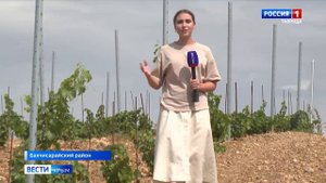 Виноделы Крыма проводят эксперименты: аномальная жара позволила создать премиальные вина
