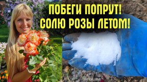 СОЛЮ РОЗЫ! АНГЛИЙСКАЯ ХИТРОСТЬ, которую ПРИМЕНЯЮ КАЖДОЕ ЛЕТО