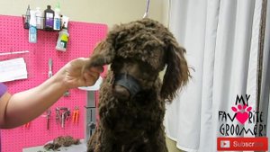 Grooming a matted Lagotto Romagnolo