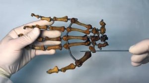 Кисть - Manus, курс нормальной анатомии (мобильное приложение "Учи Анат")