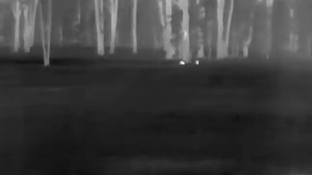 E3W INFIRAY Thermal image of calling in Two wild dogs. смотреть онлайн