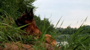 НА берегу реки ЗАПАДНАЯ ДВИНА. СЕЛИ НА ЯМЕ. Рыбалка с ночёвкой. Фидер/Закидушки/Спиннинг #390