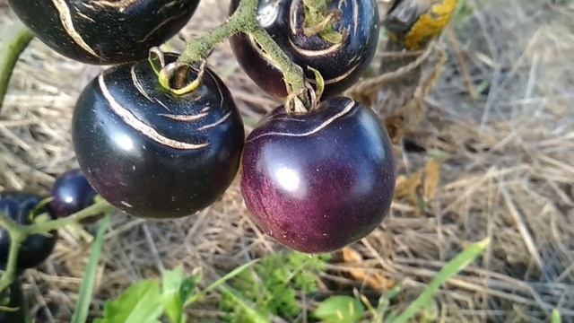 Томат Американский синий ? смотреть онлайн