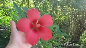 Сирийский гибискус. Осень.