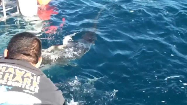 Плавание с акулами. Оаху, Гавайи. Swimming with the sharks. Oahu, Hawaii السباحة مع смотреть онлайн