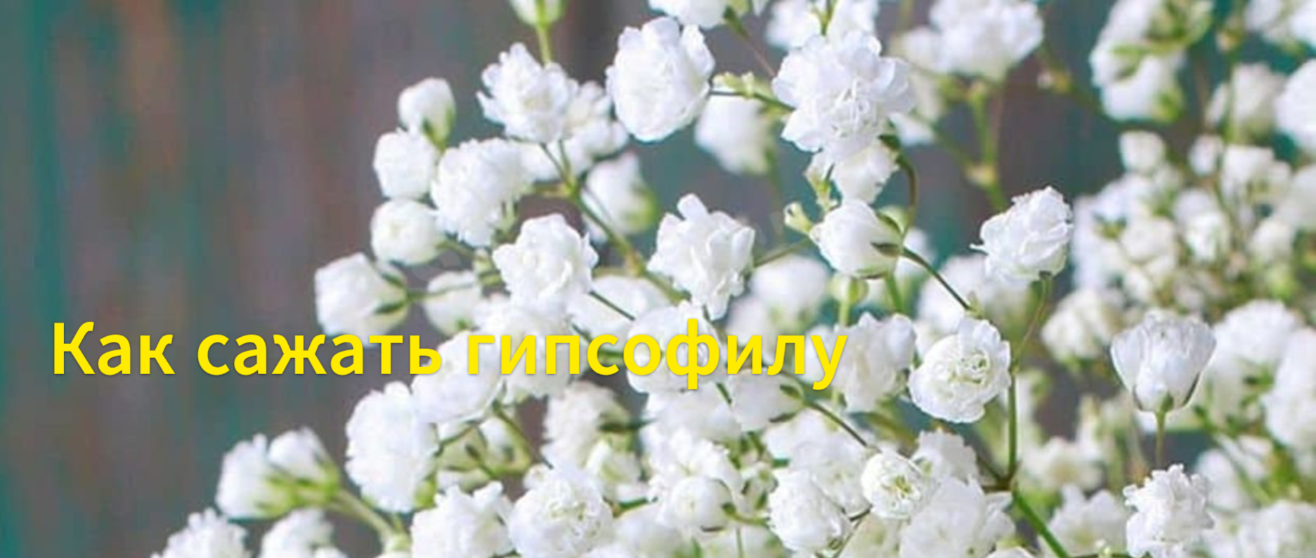 Как сажать гипсофилу. Стратификация гипсофилы. Всходы гипсофилы.