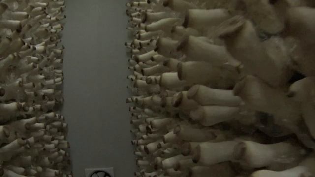 Грибной шок. Провинция Шэньси. Китай./ Mushroom shock. Shaanxi province. China.