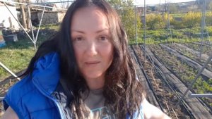 Укладка черного агроспана под малину и ежевику. Нюансы