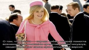 Чихуахуа: история породы и происхождение