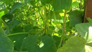 Полил  этим огурцы избавит от всех болезней и пожелтения листьев огурцов! Повысит урожай в 10 раз