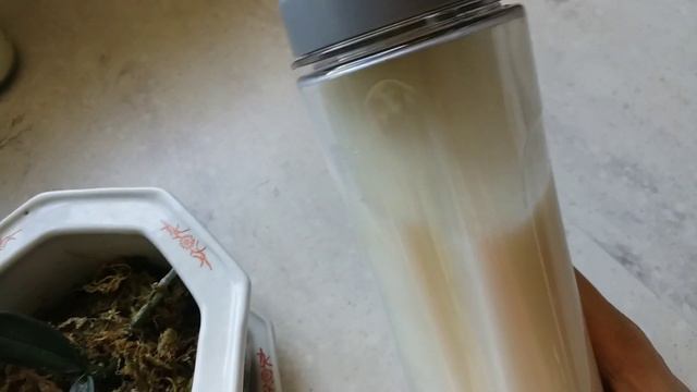 Natural Fertilizer | Milk is good for PHALAENOPSIS orchids смотреть онлайн