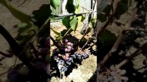 Виноград Ласточка