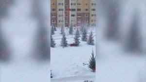 В Новом Уренгое стая бездомных собак загрызла пса