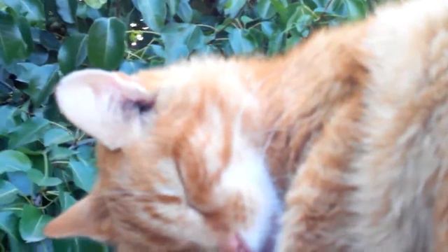 Кот проснулся на измене!) смотреть онлайн