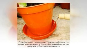 ОЧИТОК МОРГАНА или СЕДУМ - неприхотливый комнатный суккулент. Правила ухода в домашних условиях