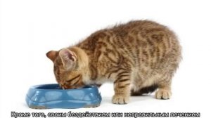 Панкреатит у кошек