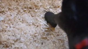 обзор на конюшню