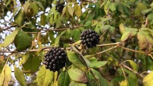 Элеутерококки или акантопанаксы колючий и сидячецветковый в садовом дизайне #садпочтой