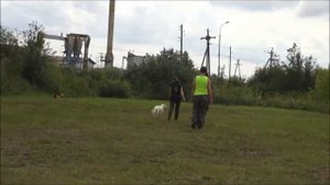 Метис Белла, сдача спортивного норматива BH (собака компаньон).