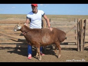 ООО Волгоград Эдильбай. Бараны - Чемпионы выставок, полученные в хозяйстве