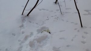 Горностай прибежал к кормушке для птиц. 19.01.2022