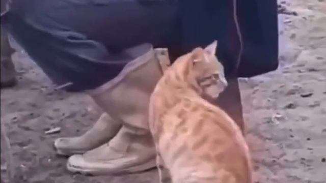 Это надо видеть)) смотреть онлайн