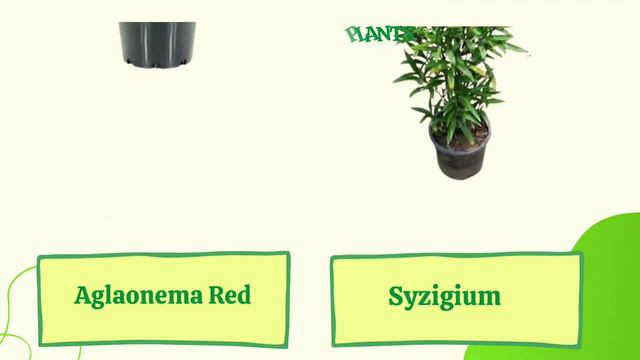 Top 35 Outdoor Plants For your Home's and offices Best Planters onlineNursery 🌴🌴🌴🌴🌲🌲🌲🌲