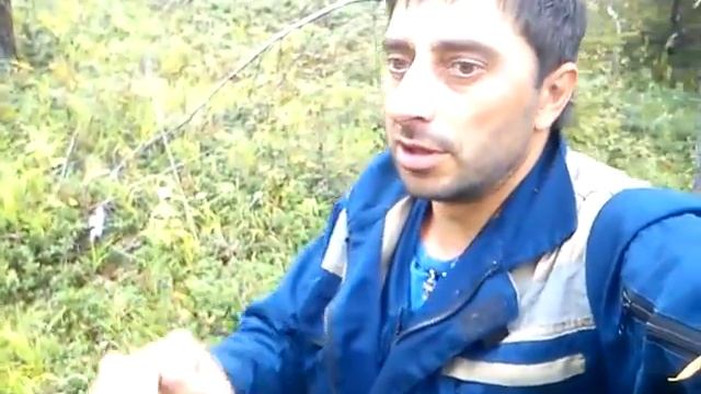 лес, брусника смотреть онлайн