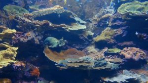 Расслабляющая музыка для медитации,, релаксации и сна.