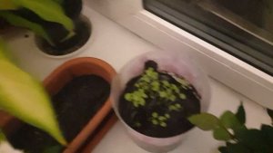 огород на подоконнике , как выращивать на подоконнике , розы дома , розы в горшках ,домашний цветни