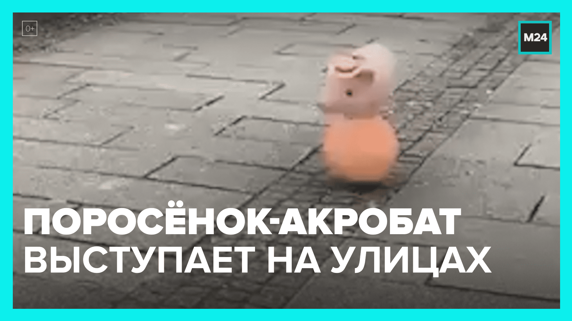 Хрюша-акробат даёт представление – Москва 24