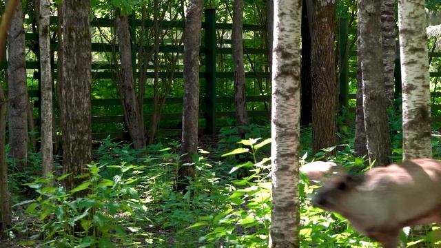В Центре воспроизводства редких видов родились трое северных лесных оленят смотреть онлайн