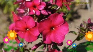 Флокс метельчатый Септемберглют. Краткий обзор, описание phlox paniculata Septemberglut